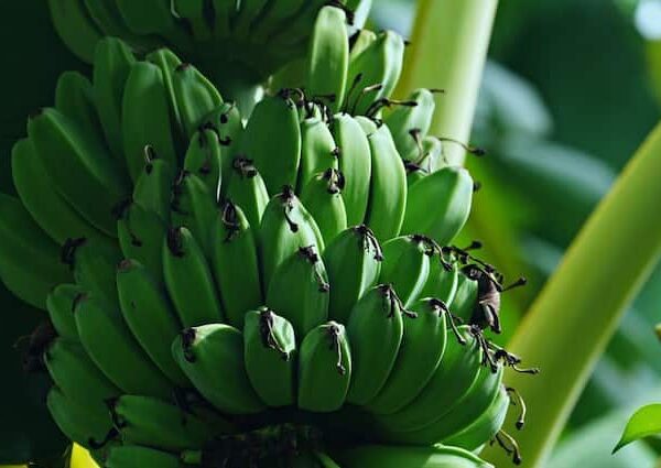 Banana Farming is Beneficial for farmers of bihar check data…