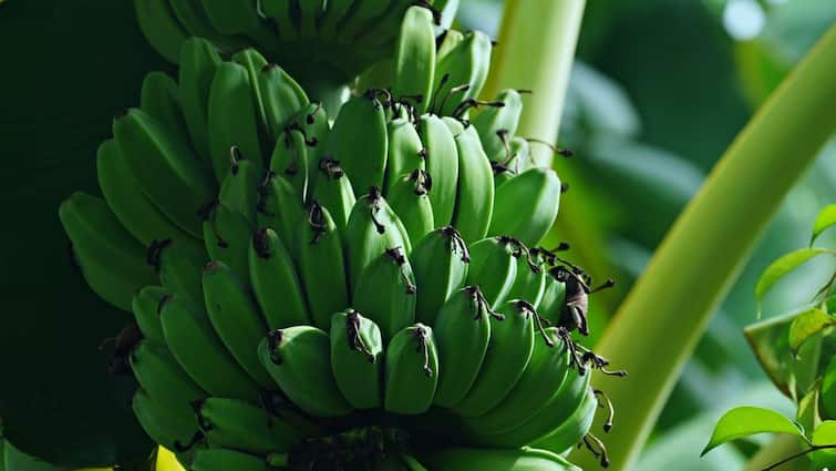 Banana Farming is Beneficial for farmers of bihar check data here