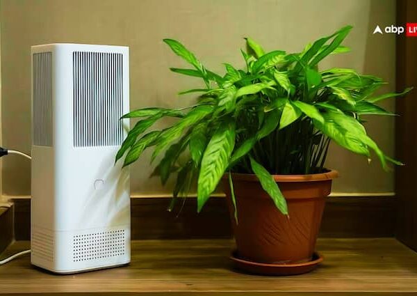 best air purifying plants for home know benefits of indoor…