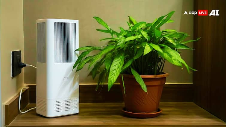 best air purifying plants for home know benefits of indoor plants for air quality