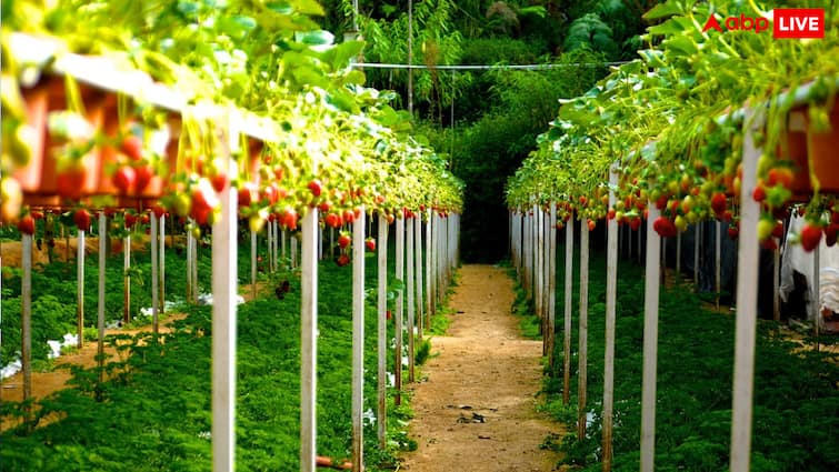 Farmer Success Story Ashwini Kumar hard work paid off the area smelled of strawberries