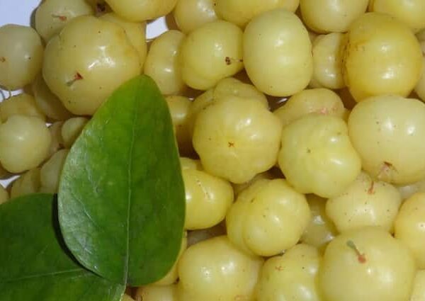 Amla plant online order get it cheap rates many government…