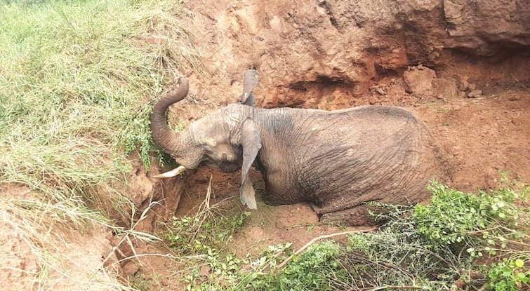 How are heavy elephants taken out from big pits what kind of technology is used