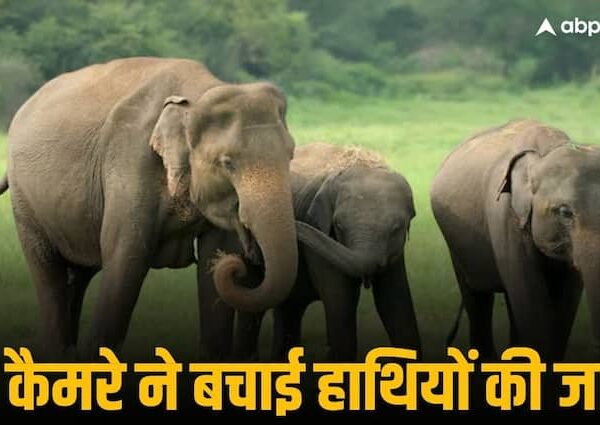 AI Technology saves elephants by detecting herd on railway track…